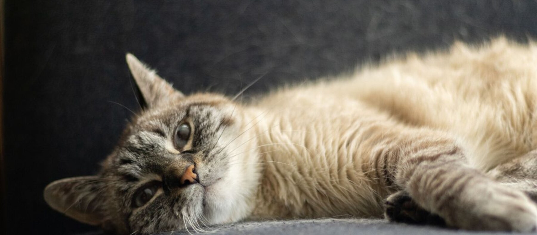 HELP A PET - Katze